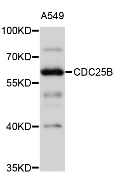 CDC25B Antibody - Western blot analysis of extracts of A-549 cells, using CDC25B antibody at 1:1000 dilution. The secondary antibody used was an HRP Goat Anti-Rabbit IgG (H+L) at 1:10000 dilution. Lysates were loaded 25ug per lane and 3% nonfat dry milk in TBST was used for blocking. An ECL Kit was used for detection and the exposure time was 5s.