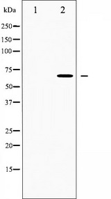 CDC25B Antibody - Western blot analysis of CDC25B expression in RAW264.7 whole cells lysates. The lane on the left is treated with the antigen-specific peptide.