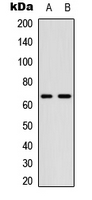 CDC25B Antibody - Western blot analysis of CDC25B (pS323) expression in A549 (A); NIH3T3 (B) whole cell lysates.