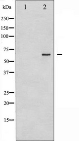 CDC25B Antibody - Western blot analysis of CDC25B phosphorylation expression in PMA treated NIH-3T3 whole cells lysates. The lane on the left is treated with the antigen-specific peptide.