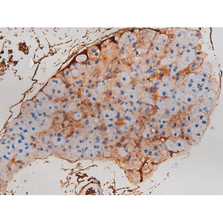 CDC25B Antibody - 1:200 staining mouse pancreas tissue by IHC-P. The tissue was formaldehyde fixed and a heat mediated antigen retrieval step in citrate buffer was performed. The tissue was then blocked and incubated with the antibody for 1.5 hours at 22°C. An HRP conjugated goat anti-rabbit antibody was used as the secondary.