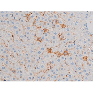 CDC25B Antibody - 1:200 staining rat liver tissue by IHC-P. The tissue was formaldehyde fixed and a heat mediated antigen retrieval step in citrate buffer was performed. The tissue was then blocked and incubated with the antibody for 1.5 hours at 22°C. An HRP conjugated goat anti-rabbit antibody was used as the secondary.
