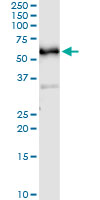 CDC25C Antibody - Immunoprecipitation of CDC25C transfected lysate using anti-CDC25C monoclonal antibody and Protein A Magnetic Bead.