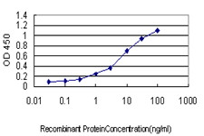CDC25C Antibody - Detection limit for recombinant GST tagged CDC25C is approximately 0.1 ng/ml as a capture antibody.