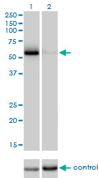 CDC25C Antibody - Western blot of CDC25C over-expressed 293 cell line, cotransfected with CDC25C Validated Chimera RNAi (Lane 2) or non-transfected control (Lane 1). Blot probed with CDC25C monoclonal antibody, clone 3B11. GAPDH ( 36.1 kD ) used as specificity and loading control.