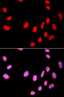 CDC25C Antibody - Immunofluorescence analysis of U2OS cells.