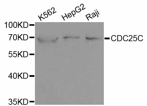 CDC25C Antibody - Western blot analysis of extracts of various cell lines, using CDC25C antibody at 1:1000 dilution. The secondary antibody used was an HRP Goat Anti-Rabbit IgG (H+L) at 1:10000 dilution. Lysates were loaded 25ug per lane and 3% nonfat dry milk in TBST was used for blocking.