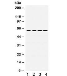 CDC25C Antibody