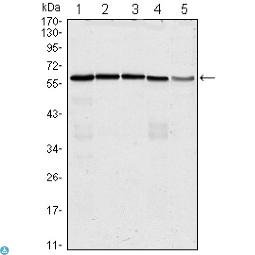 CDC25C Antibody - Immunohistochemistry (IHC) analysis of paraffin-embedded human Testis tissues with AEC staining using CDC25C Monoclonal Antibody.