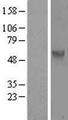 CDC25C Protein - Western validation with an anti-DDK antibody * L: Control HEK293 lysate R: Over-expression lysate