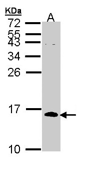 CDC26 Antibody - Sample (30 ug of whole cell lysate). A: H1299. 15% SDS PAGE. CDC26 antibody diluted at 1:1000.