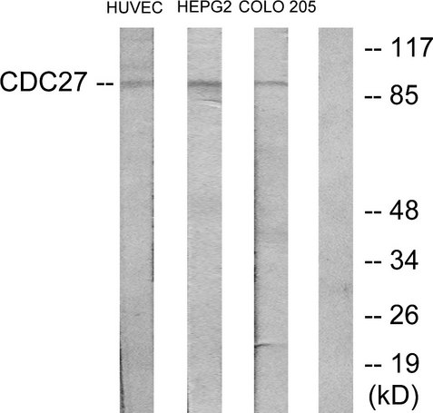 CDC27 Antibody - Western blot analysis of lysates from HUVEC, HepG2, and COLO205 cells, using H-NUC Antibody. The lane on the right is blocked with the synthesized peptide.