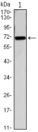 CDC27 Antibody - Western blot using CDC27 mouse monoclonal antibody against CDC27(AA: 724-830)-hIgGFc transfected HEK293 cell.
