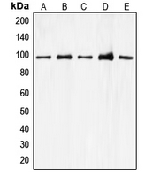 CDC27 Antibody - Western blot analysis of CDC27 expression in A549 (A); K562 (B); Jurkat (C); HEK293T (D); HeLa (E) whole cell lysates.