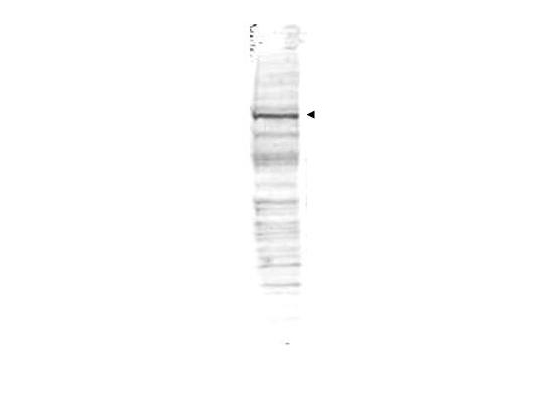 CDC27 Antibody - Anti-cdc27 Antibody - Western Blot. Western blot of Affinity Purified anti-cdc27 antibody shows detection of a band ~90 kD corresponding to human cdc27 (arrowhead). Approximately 35 ug of HeLa whole cell lysate was separated by SDS-PAGE and transferred onto nitrocellulose. After blocking the membrane was probed with the primary antibody diluted to 1.0 ug/ml for 2 h at room temperature followed by washes and reaction with a 1:10000 dilution of IRDye800 conjugated Gt-a-Rabbit IgG [H&L] MX ( for 45 min at room temperature. IRDye800 fluorescence image was captured using the Odyssey Infrared Imaging System developed by LI-COR. IRDye is a trademark of LI-COR, Inc. Other detection systems will yield similar results.