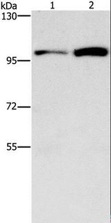 CDC27 Antibody - Western blot analysis of HepG2 and K562 cell, using CDC27 Polyclonal Antibody at dilution of 1:750.