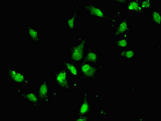 CDC27 Antibody - Immunofluorescent analysis of Hela cells using CDC27 Antibody at dilution of 1:100 and Alexa Fluor 488-congugated AffiniPure Goat Anti-Rabbit IgG(H+L)