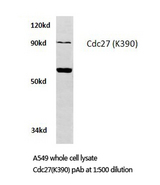 CDC27 Antibody - Western blot of Cdc27 (K390) pAb in extracts from A549 cells.