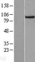 CDC27 Protein - Western validation with an anti-DDK antibody * L: Control HEK293 lysate R: Over-expression lysate