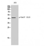 CDC37 Antibody - Western blot of Phospho-Cdc37 (S13) antibody