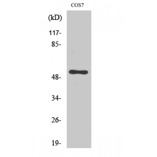 CDC37 Antibody - Western blot of Cdc37 antibody
