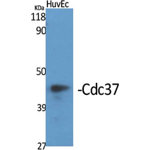 CDC37 Antibody - Western blot of Cdc37 antibody