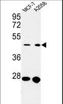 CDC37 Antibody - Western blot of CDC37 Antibody in MCF-7, A2058 cell line lysates (35 ug/lane). CDC37 (arrow) was detected using the purified antibody.