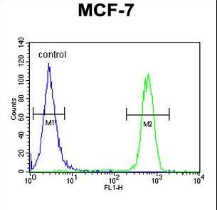 CDC37 Antibody - CDC37 Antibody flow cytometry of MCF-7 cells (right histogram) compared to a negative control cell (left histogram). FITC-conjugated goat-anti-rabbit secondary antibodies were used for the analysis.