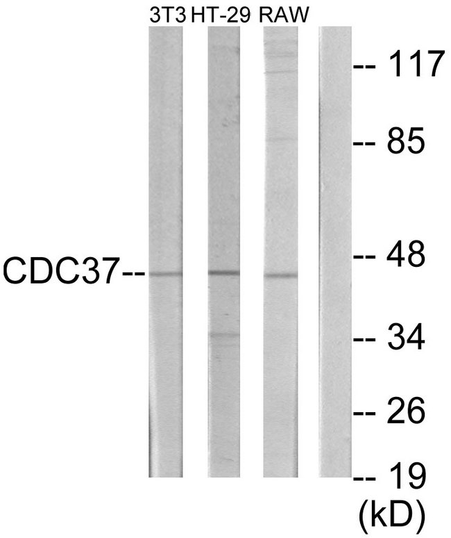 CDC37 Antibody - Western blot analysis of lysates from NIH/3T3, HT-29, and RAW264.7 cells, using p50 CDC37 Antibody. The lane on the right is blocked with the synthesized peptide.