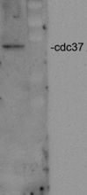 CDC37 Antibody - Western blot analysis of Cdc37 in HeLa cell lysates using a 1:2000 dilution of CDC37 antibody.  This image was taken for the unconjugated form of this product. Other forms have not been tested.