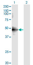 CDC37 Antibody - Western blot of CDC37 expression in transfected 293T cell line by CDC37 monoclonal antibody (M01), clone 3C7.