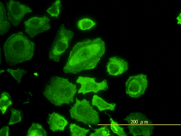 CDC37 Antibody - Immunofluorescence of monoclonal antibody to CDC37 on HeLa cell. [antibody concentration 10 ug/ml]