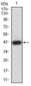 CDC37 Antibody - Western blot analysis using CDC37 mAb against human CDC37 (AA: 241-378) recombinant protein. (Expected MW is 41.6 kDa)