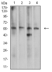 CDC37 Antibody - Western blot analysis using CDC37 mouse mAb against K562 (1), LNcap (2), A431 (3), and HEK293 (4) cell lysate.