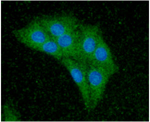 CDC37 Antibody - ICC/IF analysis of CDC37 in Balb/3T3 cells line, stained with DAPI (Blue) for nucleus staining and monoclonal anti-human CDC37 antibody (1:100) with goat anti-mouse IgG-Alexa fluor 488 conjugate (Green).