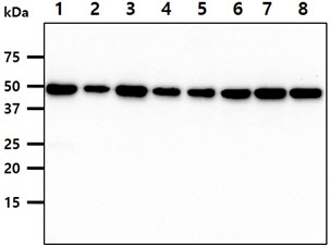 CDC37 Antibody - The cell line and tissue lysates (40ug) were resolved by SDS-PAGE, transferred to PVDF membrane and probed with anti-human CDC37 antibody (1:1000). Proteins were visualized using a goat anti-mouse secondary antibody conjugated to HRP and an ECL detection system. Lane 1. : Jurkat cell lysate Lane 2. : A431 cell lysate Lane 3. : K562 cell lysate Lane 4. : LnCap cell lysate Lane 5. : SW480 cell lysate Lane 6. : HeLa cell lysate Lane 7. : MCF7 cell lysate Lane 8. : 293T cell lysate