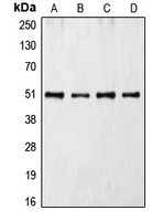 CDC37 Antibody - Western blot analysis of CDC37 expression in Jurkat (A); K562 (B); HL60 (C); NIH3T3 (D) whole cell lysates.