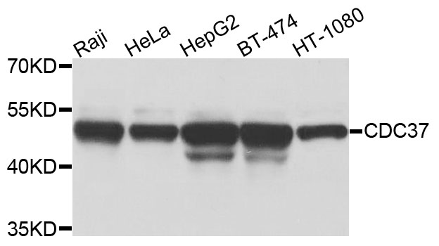 CDC37 Antibody - Western blot analysis of extracts of various cells.