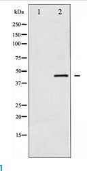 CDC37 Antibody - Western blot of CDC37 expression in NIH-3T3 whole cell lysates,The lane on the left is treated with the antigen-specific peptide