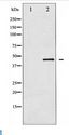 CDC37 Antibody - Western blot of CDC37 expression in NIH-3T3 whole cell lysates,The lane on the left is treated with the antigen-specific peptide