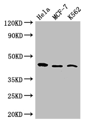 CDC37 Antibody - Positive WB detected in:Hela whole cell lysate,MCF-7 whole cell lysate,K562 whole cell lysate;All lanes: CDC37 antibody at 2.7ug/ml;Secondary;Goat polyclonal to rabbit IgG at 1/50000 dilution;Predicted band size: 45 kDa;Observed band size: 45 kDa;