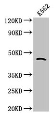 CDC37 Antibody - Western Blot Positive WB detected in: K562 whole cell lysate All lanes: CDC37 antibody at 2.7µg/ml Secondary Goat polyclonal to rabbit IgG at 1/50000 dilution Predicted band size: 45 kDa Observed band size: 45 kDa