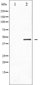 CDC37 Antibody - Western blot analysis of CDC37 phosphorylation expression in NIH-3T3 whole cells lysates. The lane on the left is treated with the antigen-specific peptide.