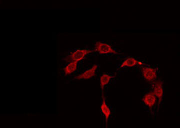 CDC37 Antibody - Staining NIH-3T3 cells by IF/ICC. The samples were fixed with PFA and permeabilized in 0.1% Triton X-100, then blocked in 10% serum for 45 min at 25°C. The primary antibody was diluted at 1:200 and incubated with the sample for 1 hour at 37°C. An Alexa Fluor 594 conjugated goat anti-rabbit IgG (H+L) Ab, diluted at 1/600, was used as the secondary antibody.