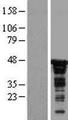 CDC37 Protein - Western validation with an anti-DDK antibody * L: Control HEK293 lysate R: Over-expression lysate