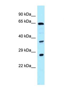 CDC37L1 Antibody - CDC37L1 antibody Western blot of 1 Cell lysate. Antibody concentration 1 ug/ml.  This image was taken for the unconjugated form of this product. Other forms have not been tested.