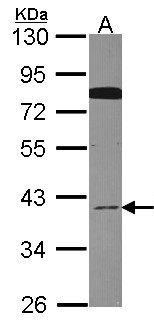 CDC37L1 Antibody - Sample (30 ug of whole cell lysate). A: Hela. 10% SDS PAGE. CDC37L1 antibody diluted at 1:1000.