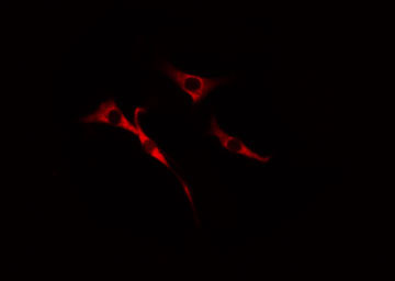 CDC37L1 Antibody - Staining HeLa cells by IF/ICC. The samples were fixed with PFA and permeabilized in 0.1% Triton X-100, then blocked in 10% serum for 45 min at 25°C. The primary antibody was diluted at 1:200 and incubated with the sample for 1 hour at 37°C. An Alexa Fluor 594 conjugated goat anti-rabbit IgG (H+L) antibody, diluted at 1/600, was used as secondary antibody.