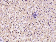 CDC37L1 Antibody - Immunochemical staining of human CDC37L1 in human liver with rabbit polyclonal antibody at 1:300 dilution, formalin-fixed paraffin embedded sections.