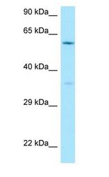 CDC40 Antibody - CDC40 antibody Western Blot of 293T.  This image was taken for the unconjugated form of this product. Other forms have not been tested.